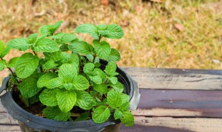 什么植物可以放在臥室 臥室適合擺放哪些植物